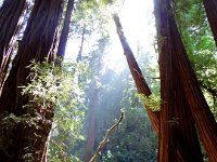 DSC00590  Muir Woods:  The sunshine beams down through the redwoods. : From MobileMe