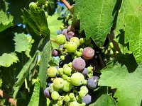 IMG_0864  Napa - Castello di Amorosa:  The grapes are well on their way to being part of the harvest in a couple of months. : From MobileMe