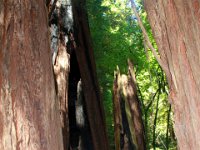 IMG_1355  Muir Woods:  Many trees are still standing tall, but some have been damaged over the years. : From MobileMe