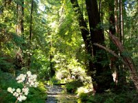 IMG_1371  Muir Woods:  The water quitely flows through the creek, lit from above by the sun. : From MobileMe