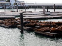 IMG_1584  San Francisco - Pier 39:  The sea lions entertain onlookers. : From MobileMe